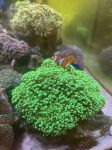 Perhentian Marriott Resort & Spa_Coral Discovery Centre-marine life 2